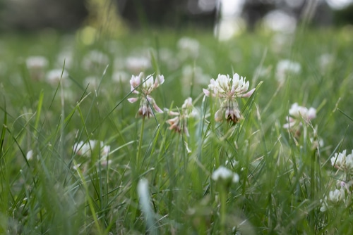 Closeup picture of lawn with green and white clover grass