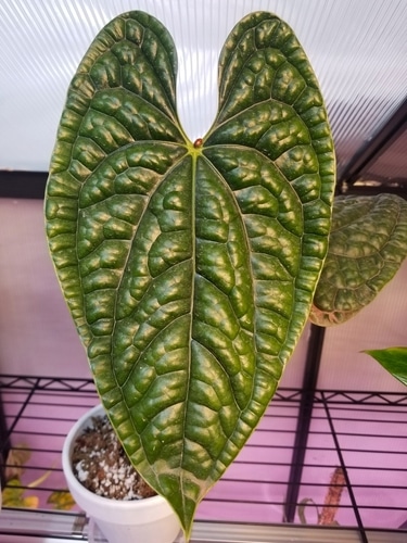 beautiful heart shaped leaves of an anthurium luxurians