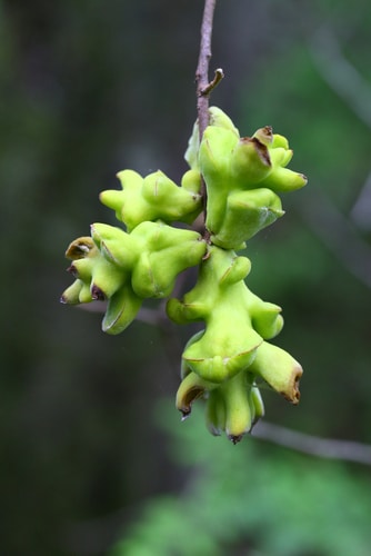 azalea plant formed leaf galls