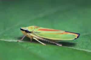a green leaf hopper sitting on big leaf