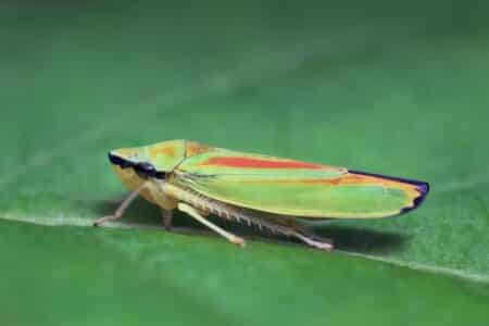 a green leaf hopper sitting on big leaf