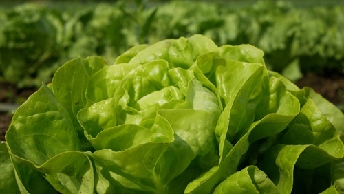 fresh leaf lettuce ready for harvest