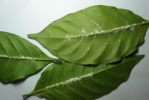 Leaves infested with white mealybugs