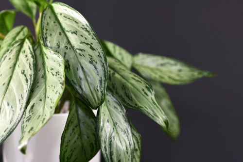 leaf pattern A close-up photo of a aglaonema silver's leaves pattern.