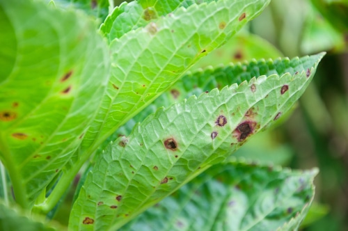 Many leaf spots found on a hydrangeas plant.