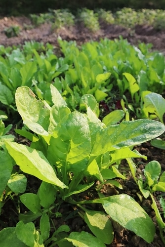 leafy spinach homegrown fresh and leafy spinach