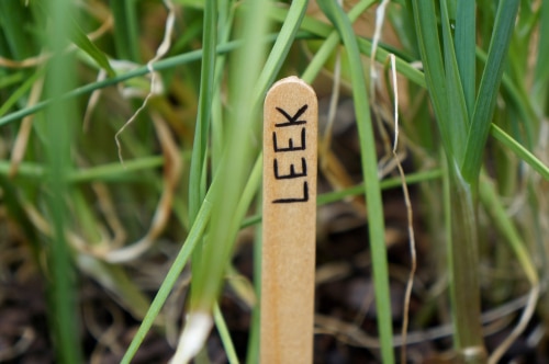 leek word written in a small wooden stick
