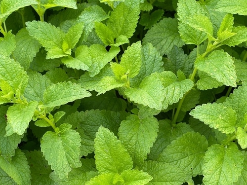 lemon balm fragrant lemon balm in the backyard