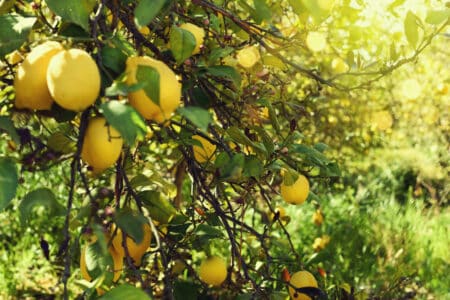 fruiting lemon tree