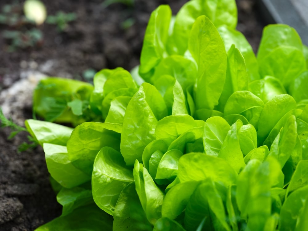 fresh and organic lettuce plant