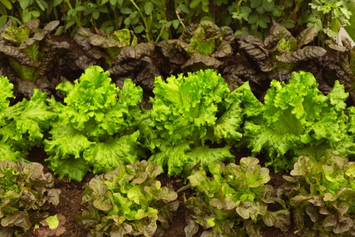 fresh green lettuce ready to harvest