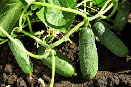 cucumber plants go through very specific phases in their life cycle