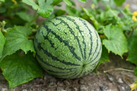 A watermelon plant goes through multiple stages before it sets fruit