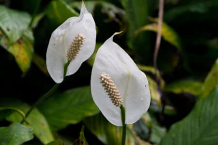 Peace Lily Root Rot: What to Do?
