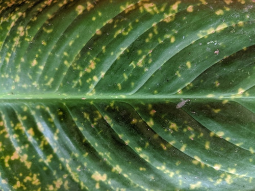 A closeup picture of a lily leaf with yellow spots