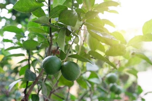 unripe lime fruits growing in the farm