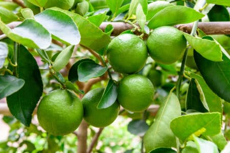 abundantly fruiting lime tree