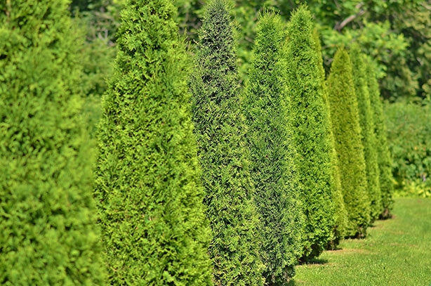 Arborvitae that are spaced out perfectly from each other