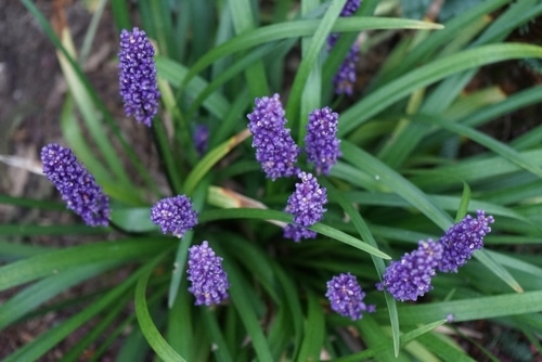 purple flower of a liriope plant