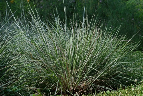 little bluestem growing little bluestem in the forest