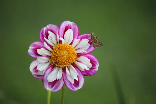 A small butterfly on a purple dahlia flower