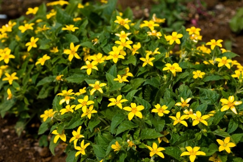 Little goldstar flowers blooming in the garden