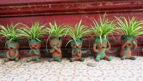 little spider plants little spider plants in cute groot pots