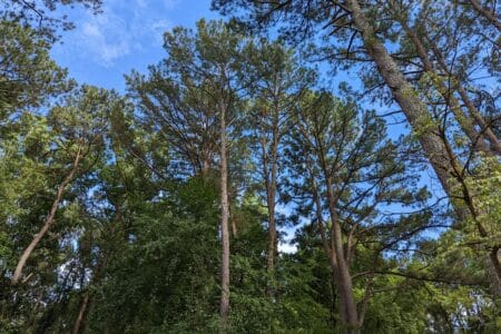 tall loblolly pine trees in the mountain