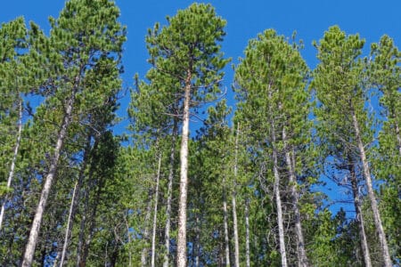 tall lodgepole pine trees