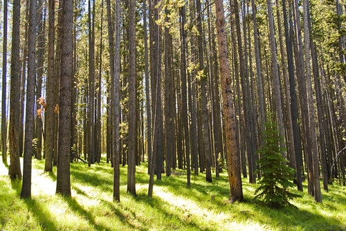 lodgepole trunks lodgepole pine trees' trunk