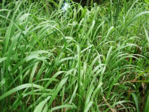 long and wild grass