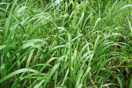 long and wild grass