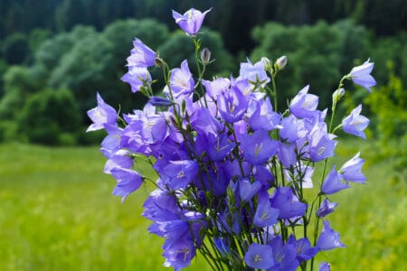 Bellflowers are low maintenance full sun flowering plant with beautiful purple flowers
