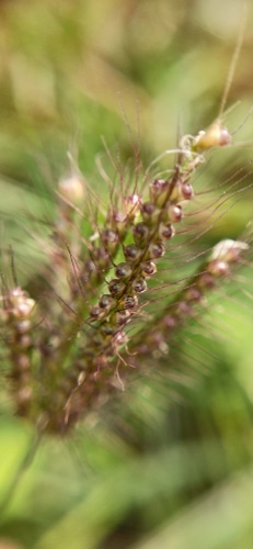 a closeup picture of a grass' ferns