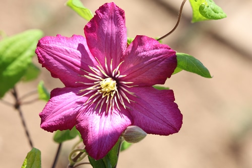 A closeup picture of a madame julia pink clematis