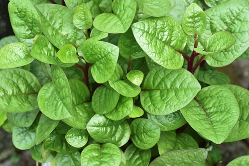 fresh malabar spinach leaves