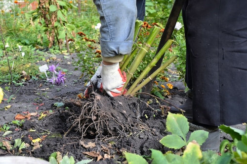 A gardener taking out an overgrown tubers in the garden