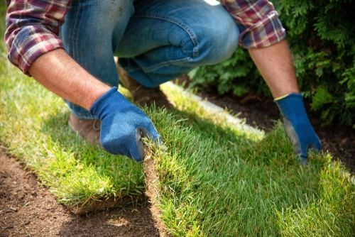 A man laying grass turf in for garden landscaping