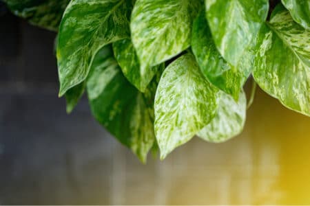 Marble Queen Pothos: General Information and Care Guide
