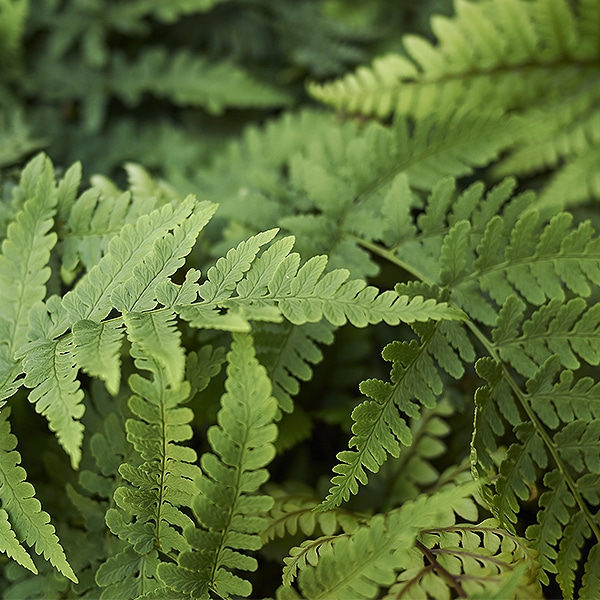Wood fern can thrive without full sun.