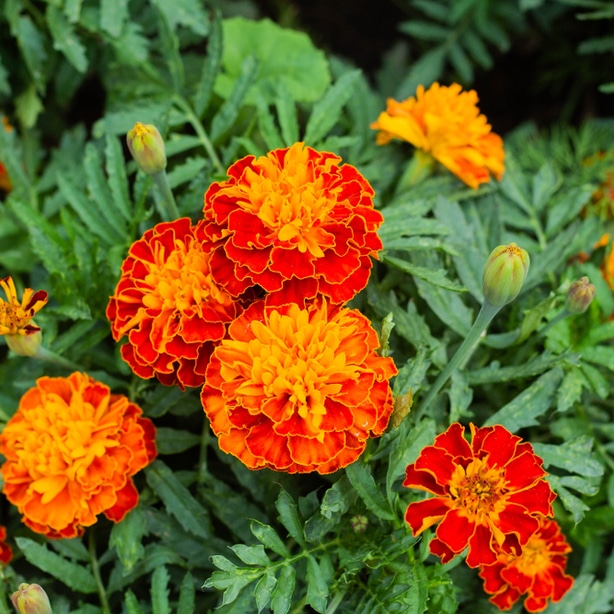 Deter insects with flowers such as Marigold.