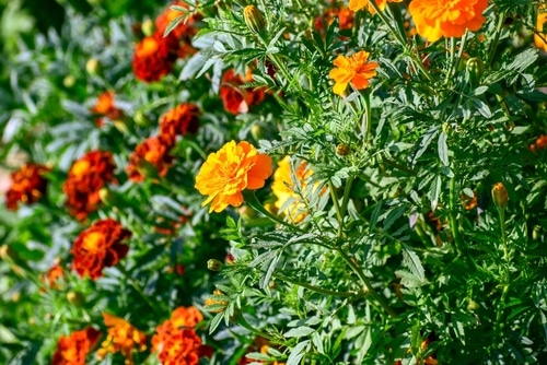 blooming red and gold marigold flowers