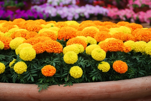 marigold flowers orange and yellow marigold in full bloom