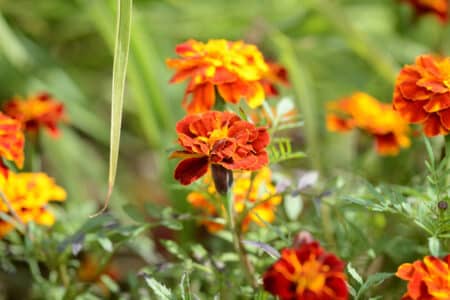 How to Care for Your Marigold
