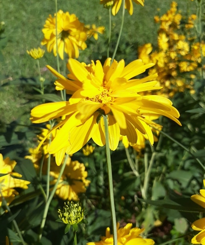 maryland golden aster maryland golden aster flowers blooming under the sun