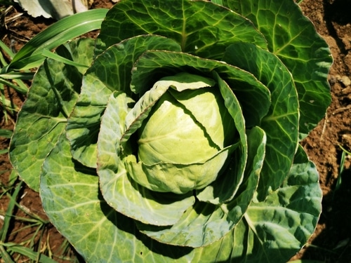 fresh cabbage ready for harvest