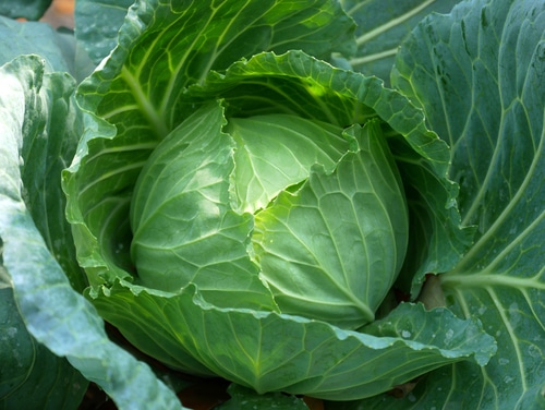 a freshly grown mature cabbage