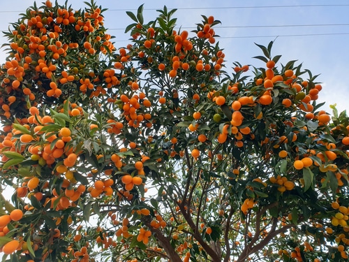 a mature kumquat tree with fruits ready for harvest
