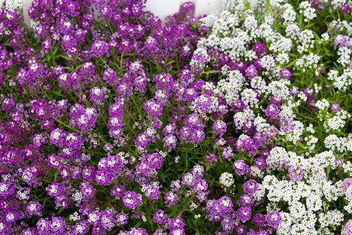 A beautiful bush of mauve white flowers in a garden