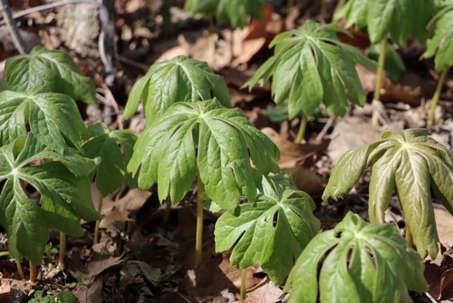 mayapples plant growing in the forest